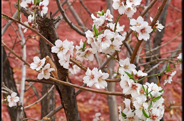 Almond Blossom Festival