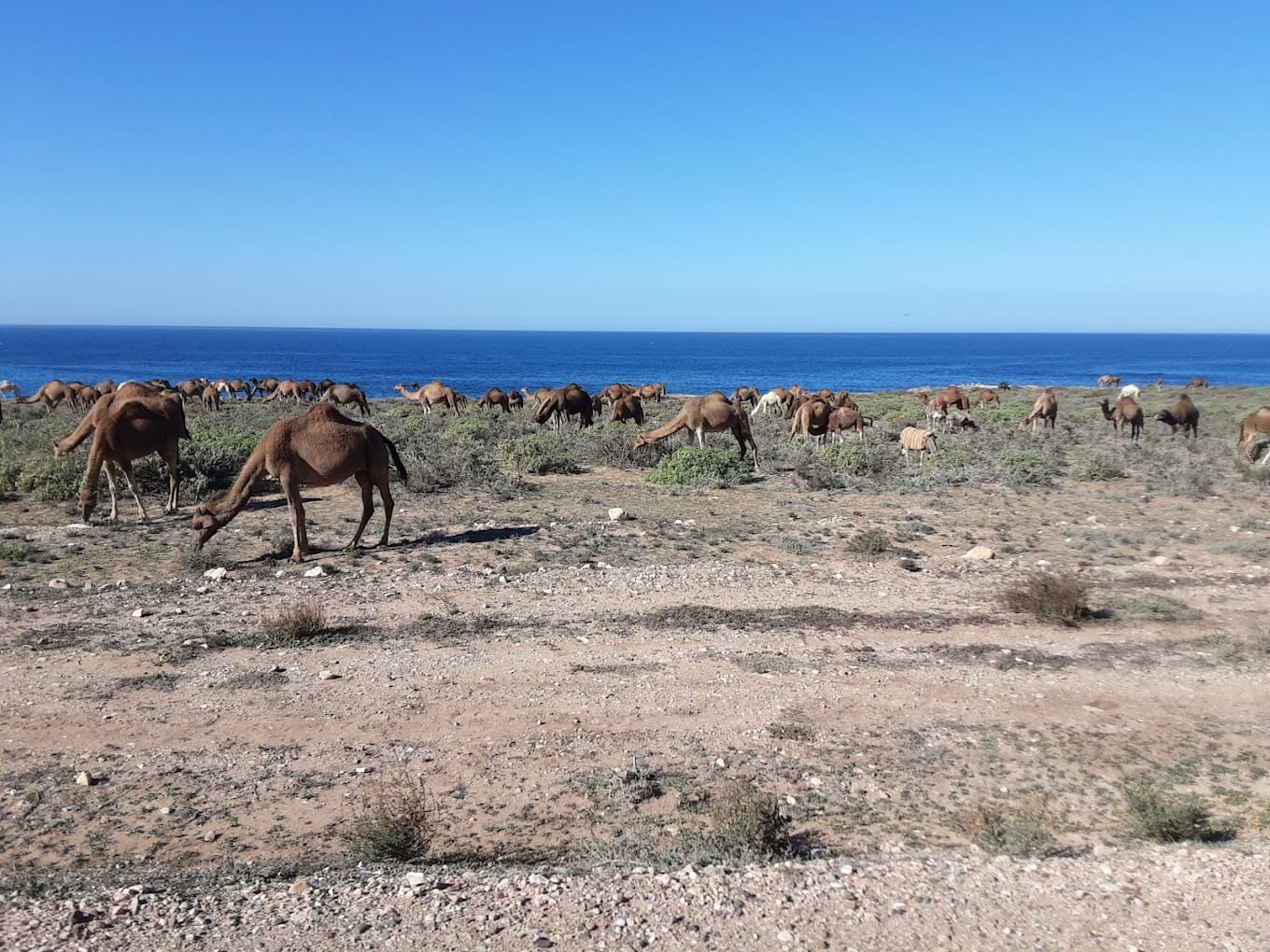 tamri beach morocco