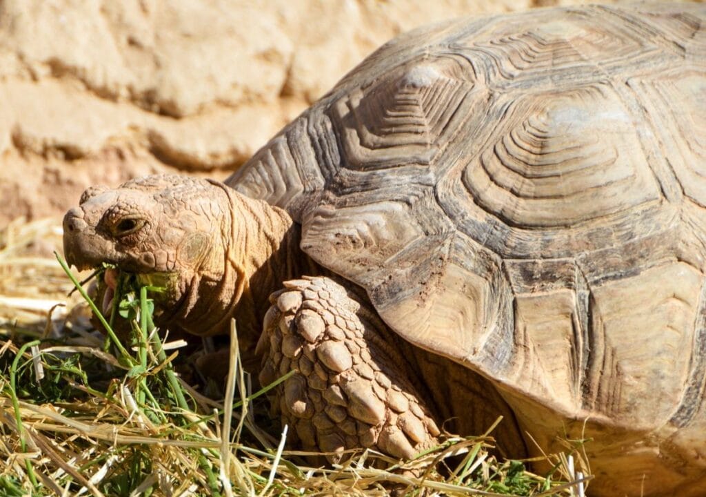 Large tortoise walking slowly in its natural habitat at Crocoparc Agadir