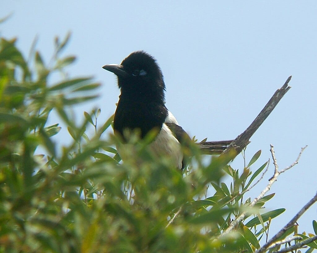 Pica_pica_mauretanica in souss massa national park