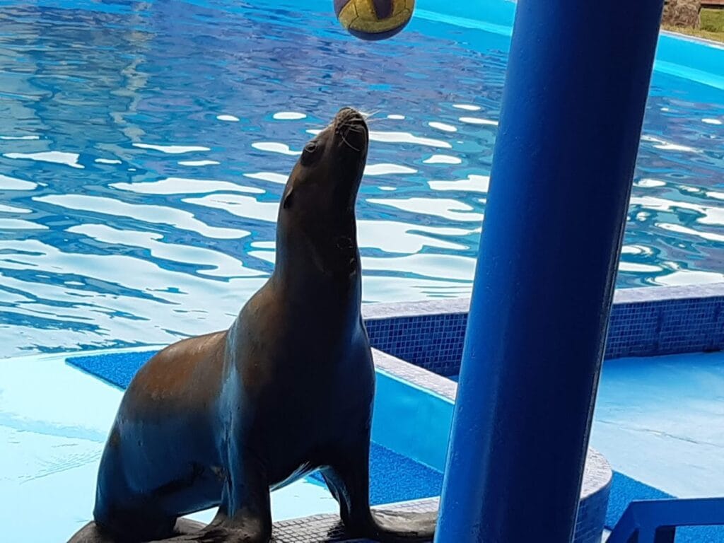 Sea Lions at dolphin world agadir
