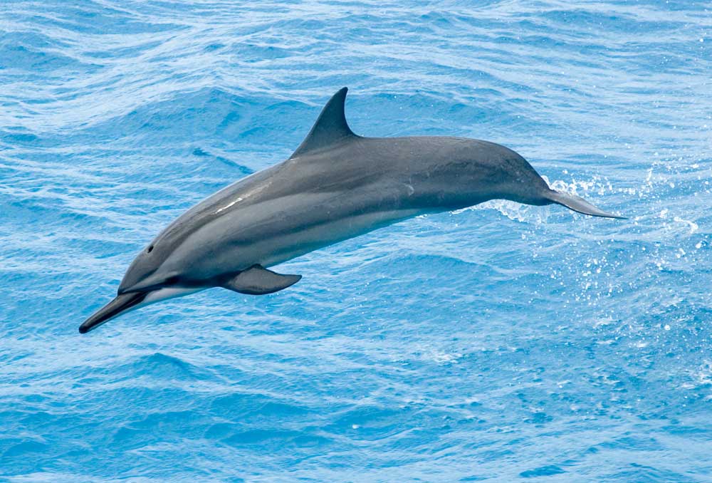 Spinner Dolphin