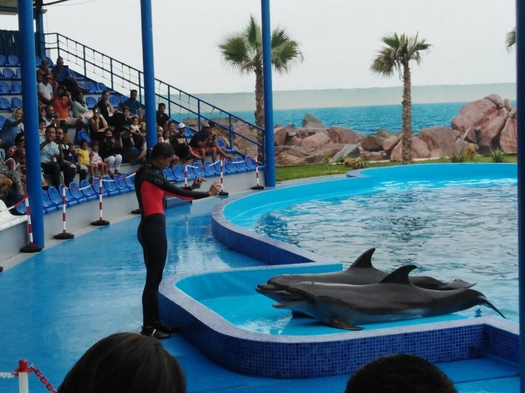 agadir dolphin world