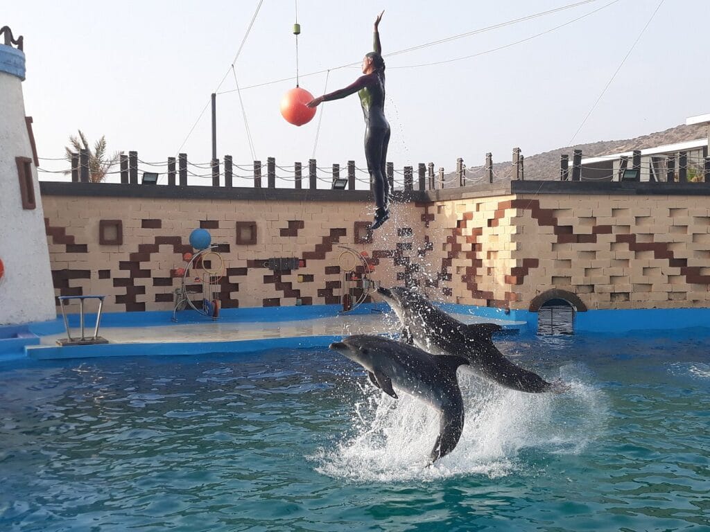 agadir dolphin world