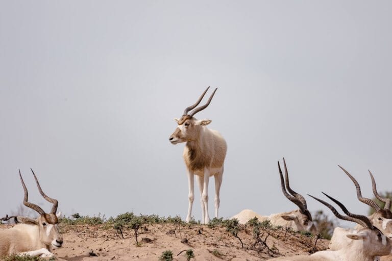 Souss Massa National Park: The Ultimate Nature Escape Near Agadir