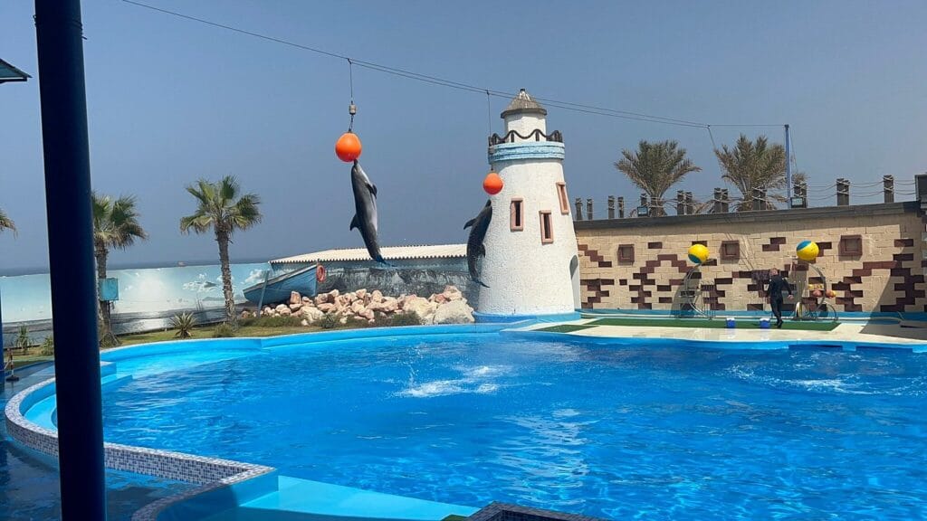 agadir dolphin world show