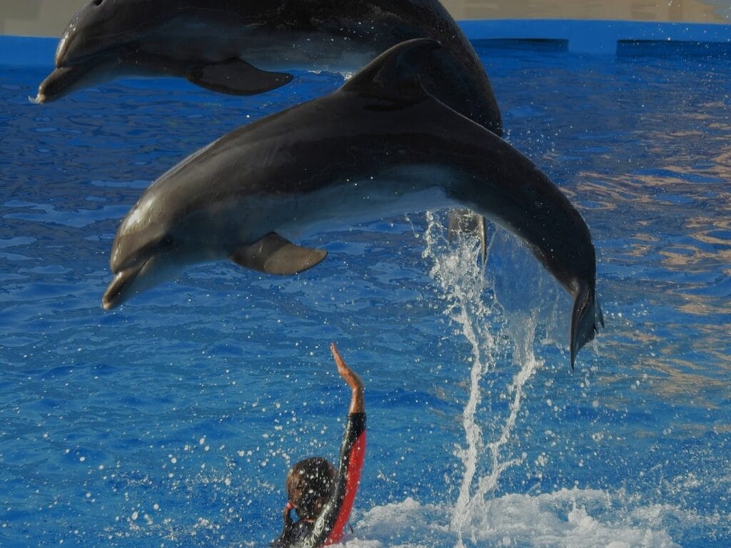 show dolphin world agadir