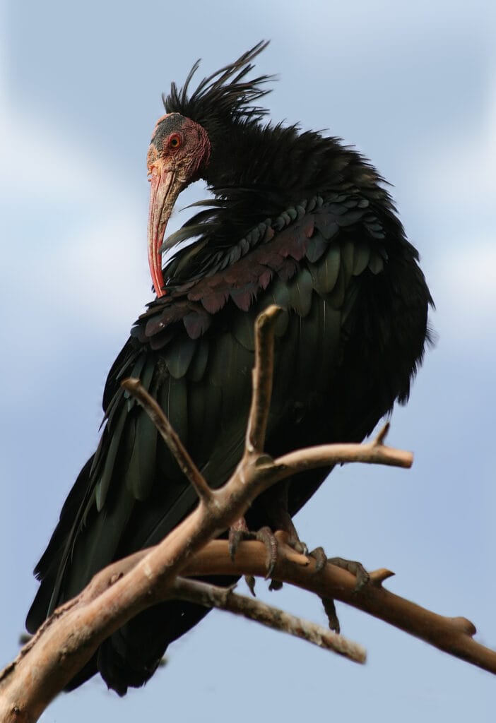 Northern Bald Ibis in souss massa national park