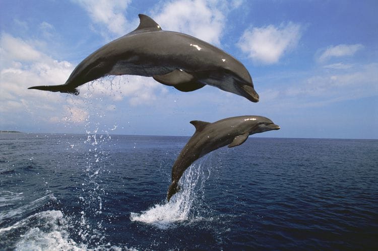 Bottlenose Dolphin leaping from water