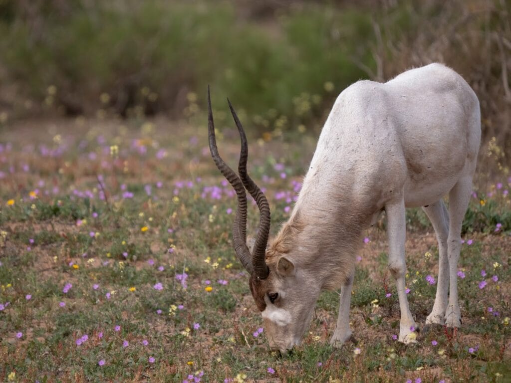souss massa national park a beatiful photo of animal