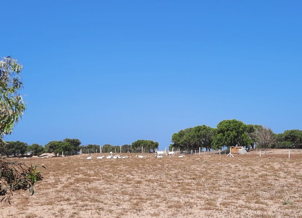 animals in souss massa national park