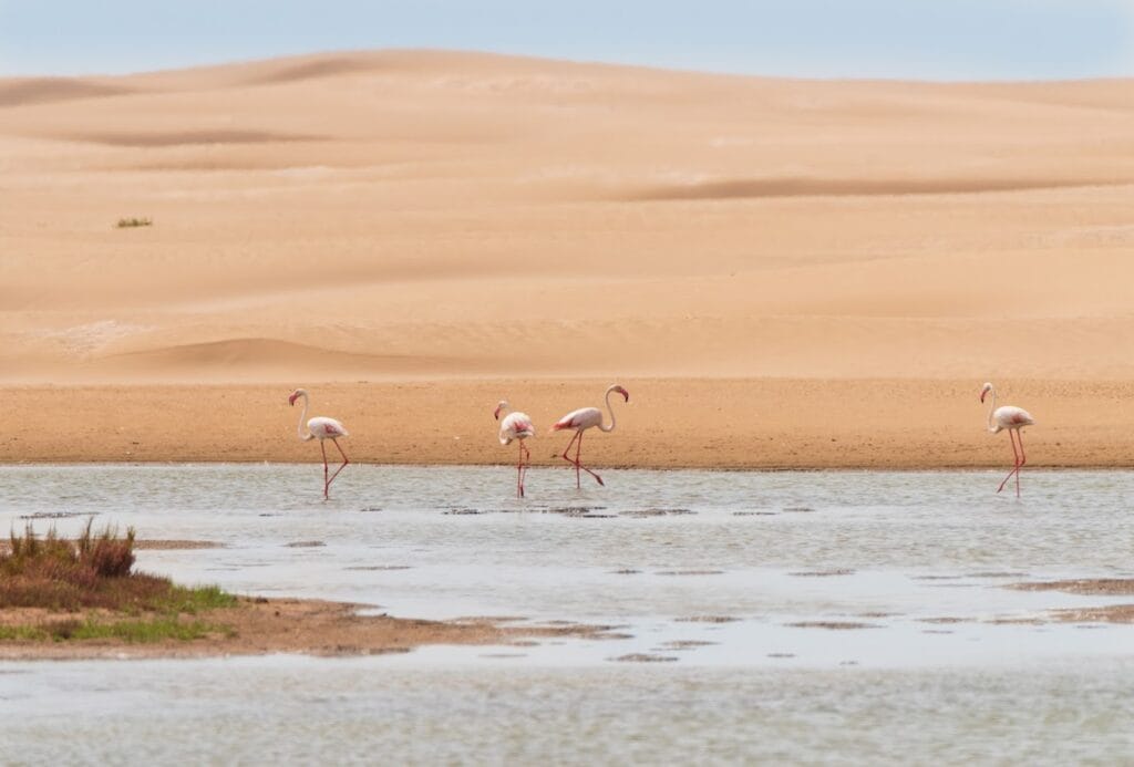 souss massa national park worth visiting place for nature lovers in agadir